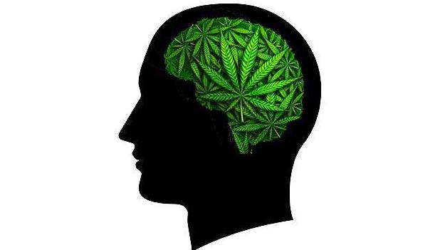 Cerebellar biobehavioral markers in cannabis users
